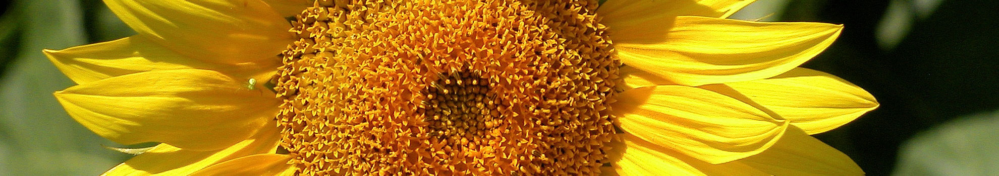 Ergebnisse Sonnenblume