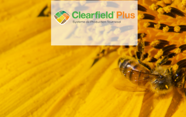 CLEARFIELD PLUS